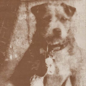 Black and white photo of Owney, a small, furry mutt (likely a terrier) wearing a harness with many tags