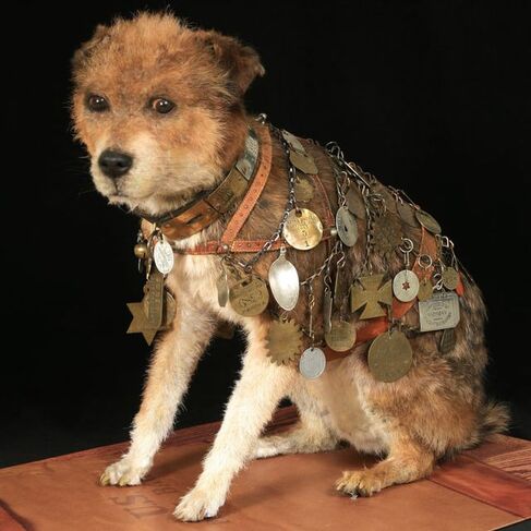 Photograph of Owney as he is on display, through taxidermy, in the museum. He has reddish brown and white fur, a plaintive look, and a harness covered in travel tags
