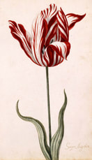 Semper Augustus, one of the most expensive tulip varieties sold in the tulip craze